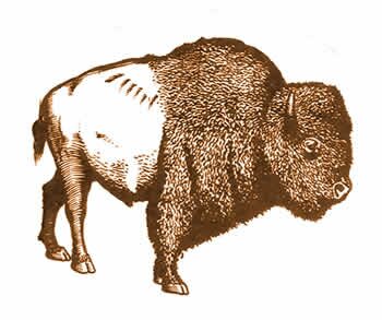 buffalo at native american rhymes